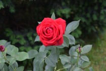 Тематическая беседа «Грезы розового сада»
